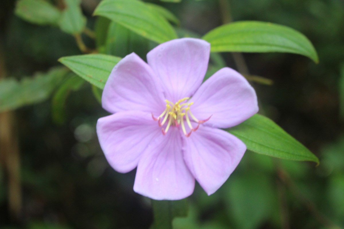Melastoma sp.